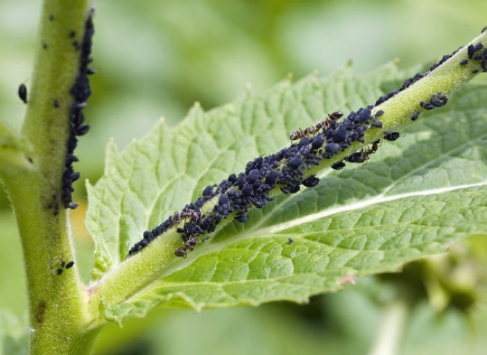 Des pucerons sur vos plants ou vos arbres Faites place aux fèves Un